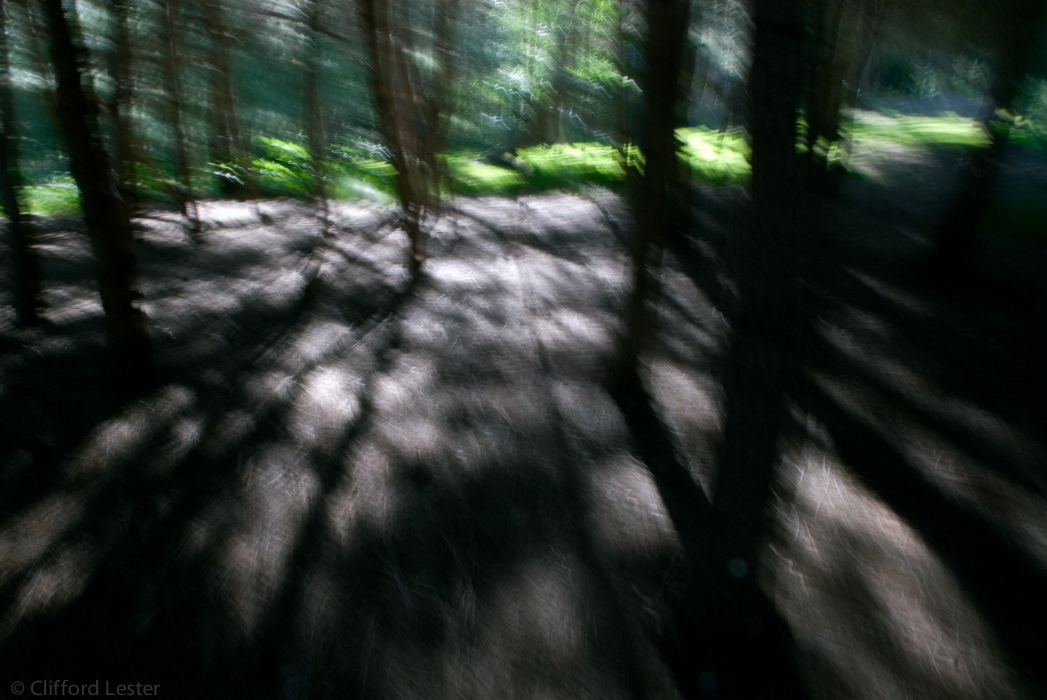 20081007_trees yorba regional_019-Edit.jpg