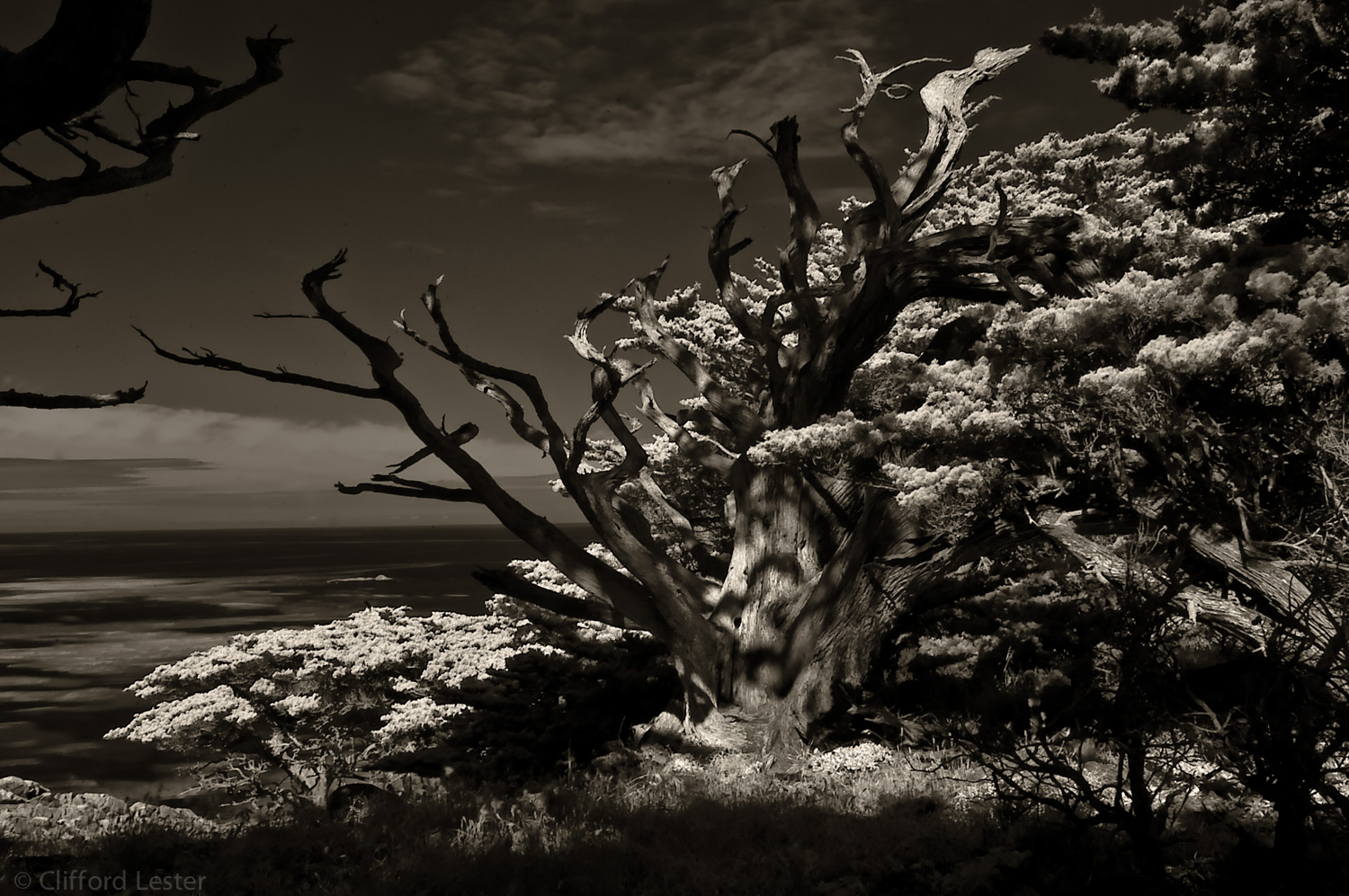 Monterey Coast I