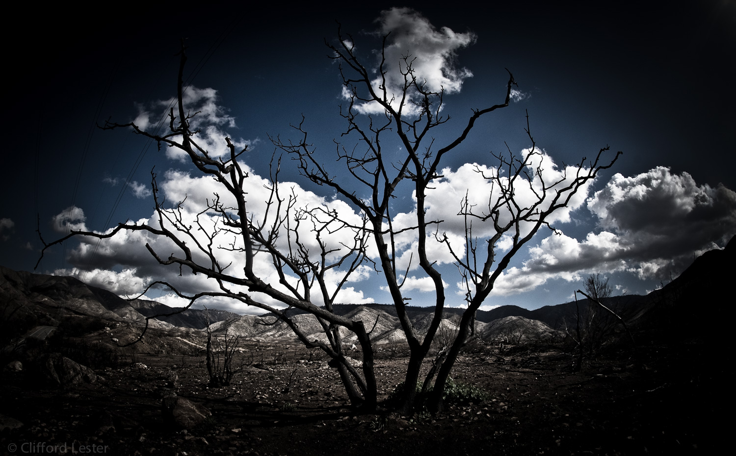 Trees after Fire