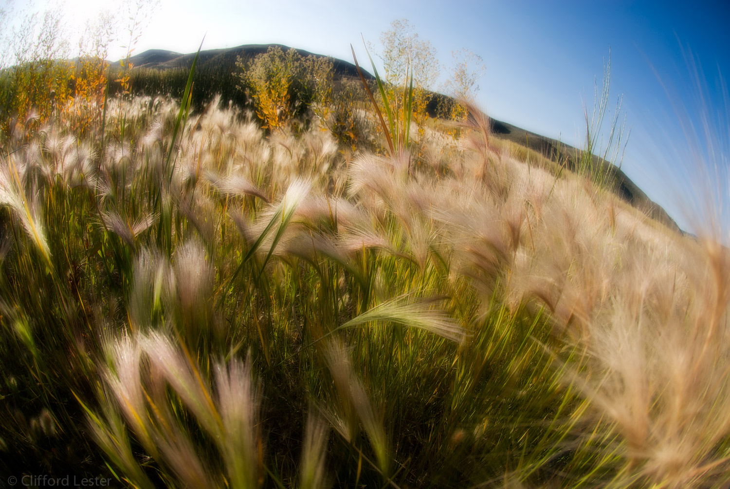 Foxtails - Carson Valley