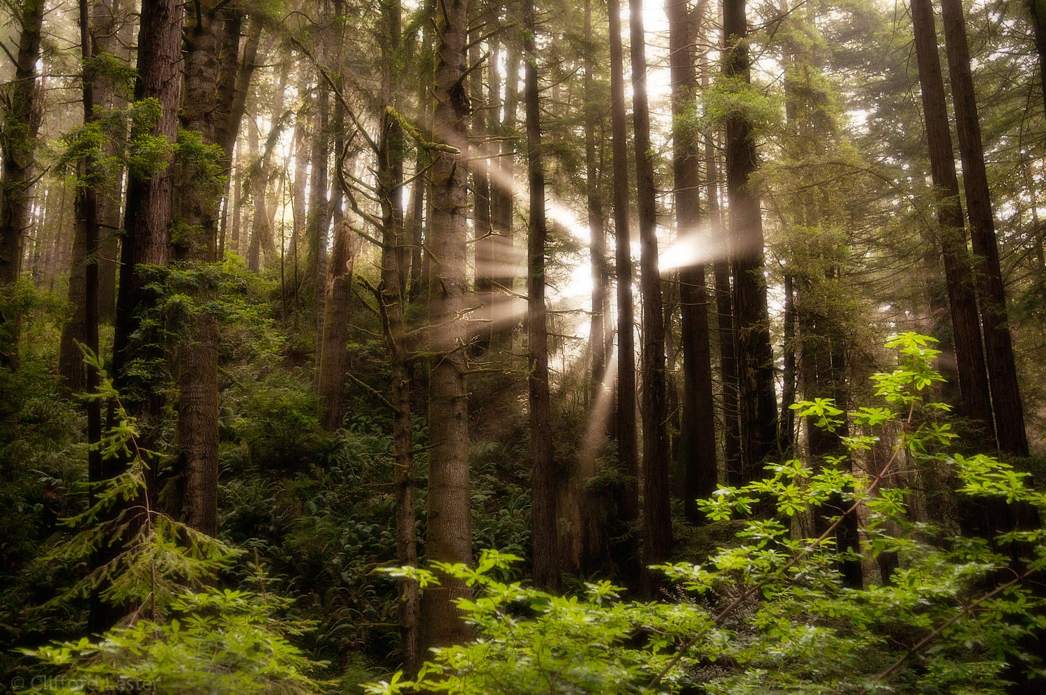 Timber Cove Redwoods