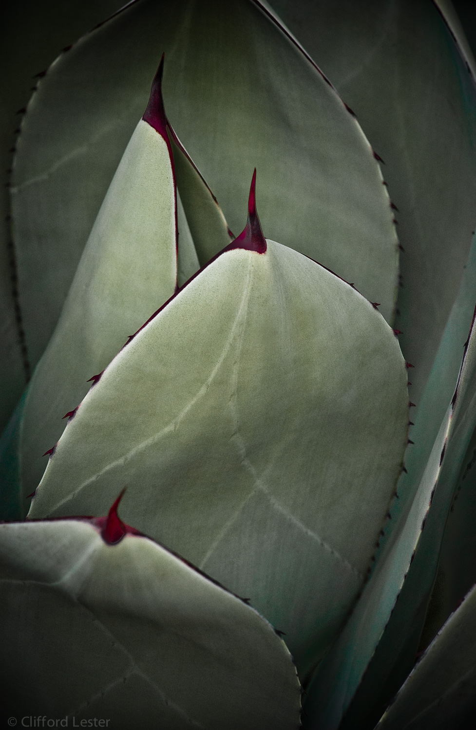 Blue Agave