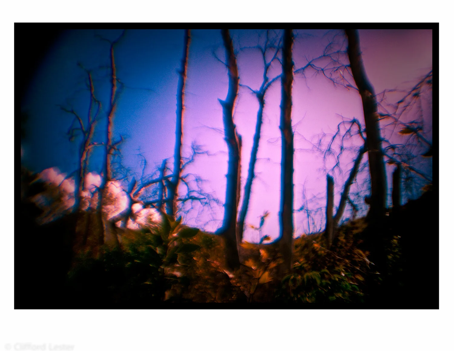Pink Trees