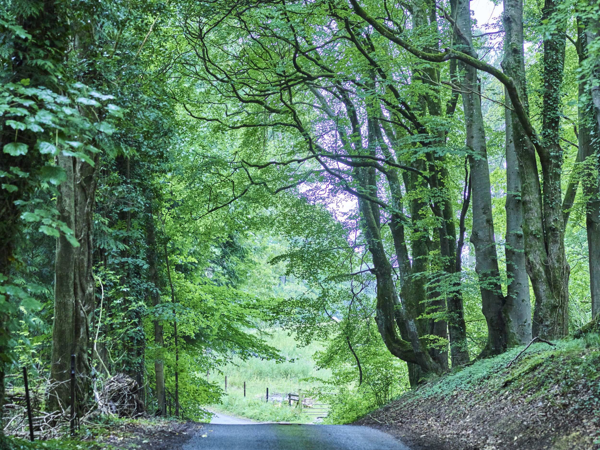 1169a Cotswolds .jpg