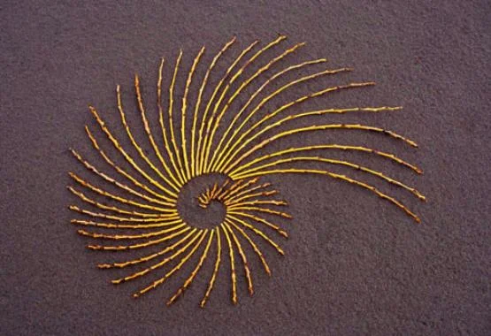 willow_nautilus_5x7-555x380.jpg