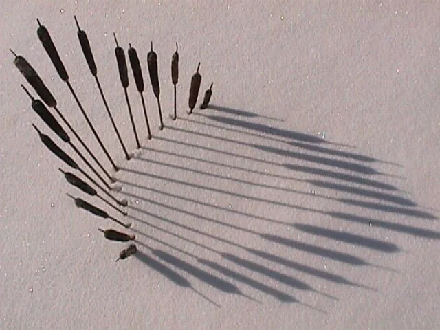 Cattail Shadows.jpg