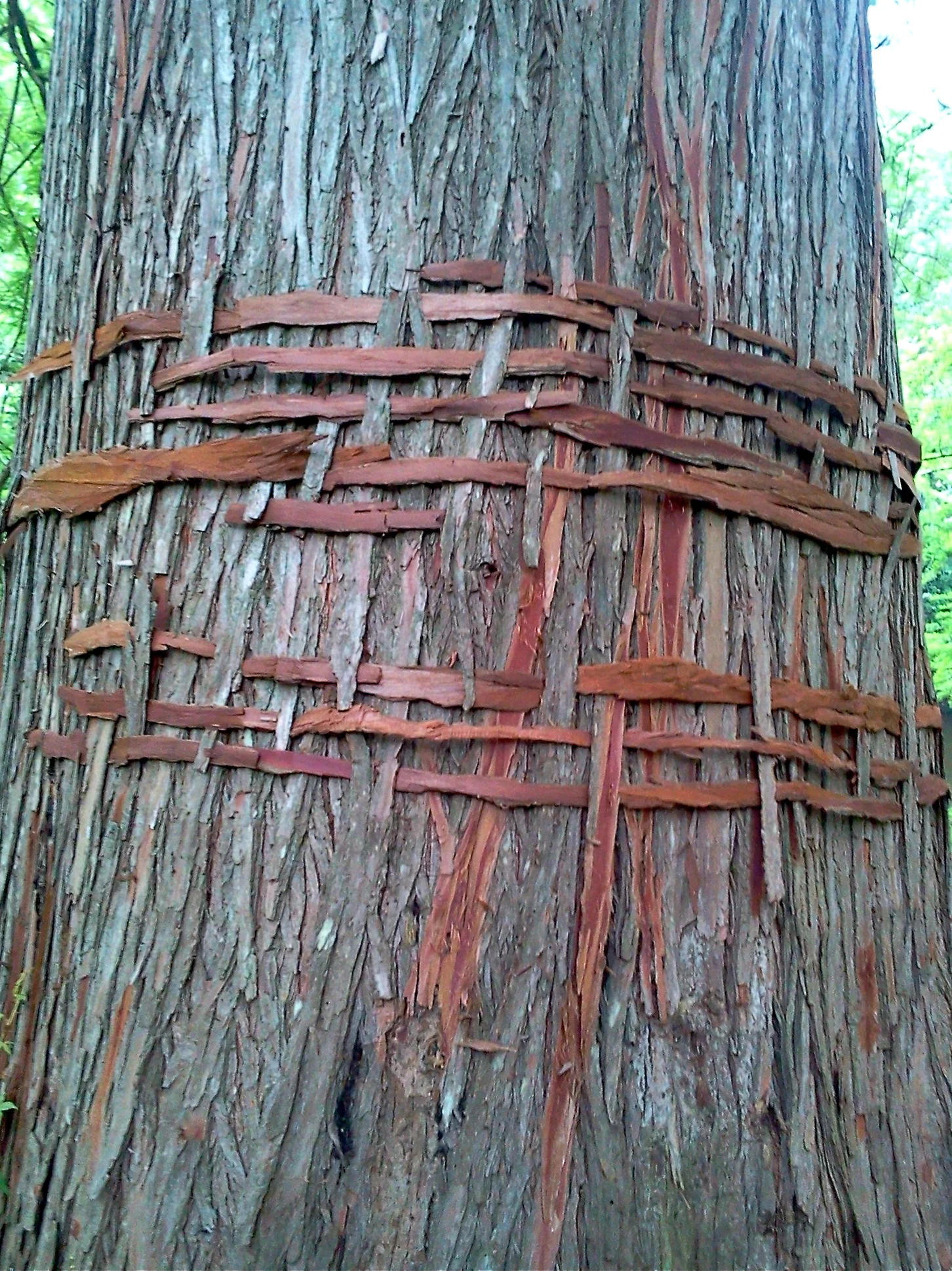Cypress Bark 10_2.jpg