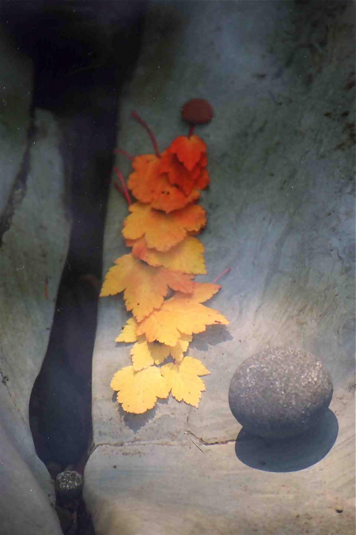 Underwater leavces with round Stone.jpg