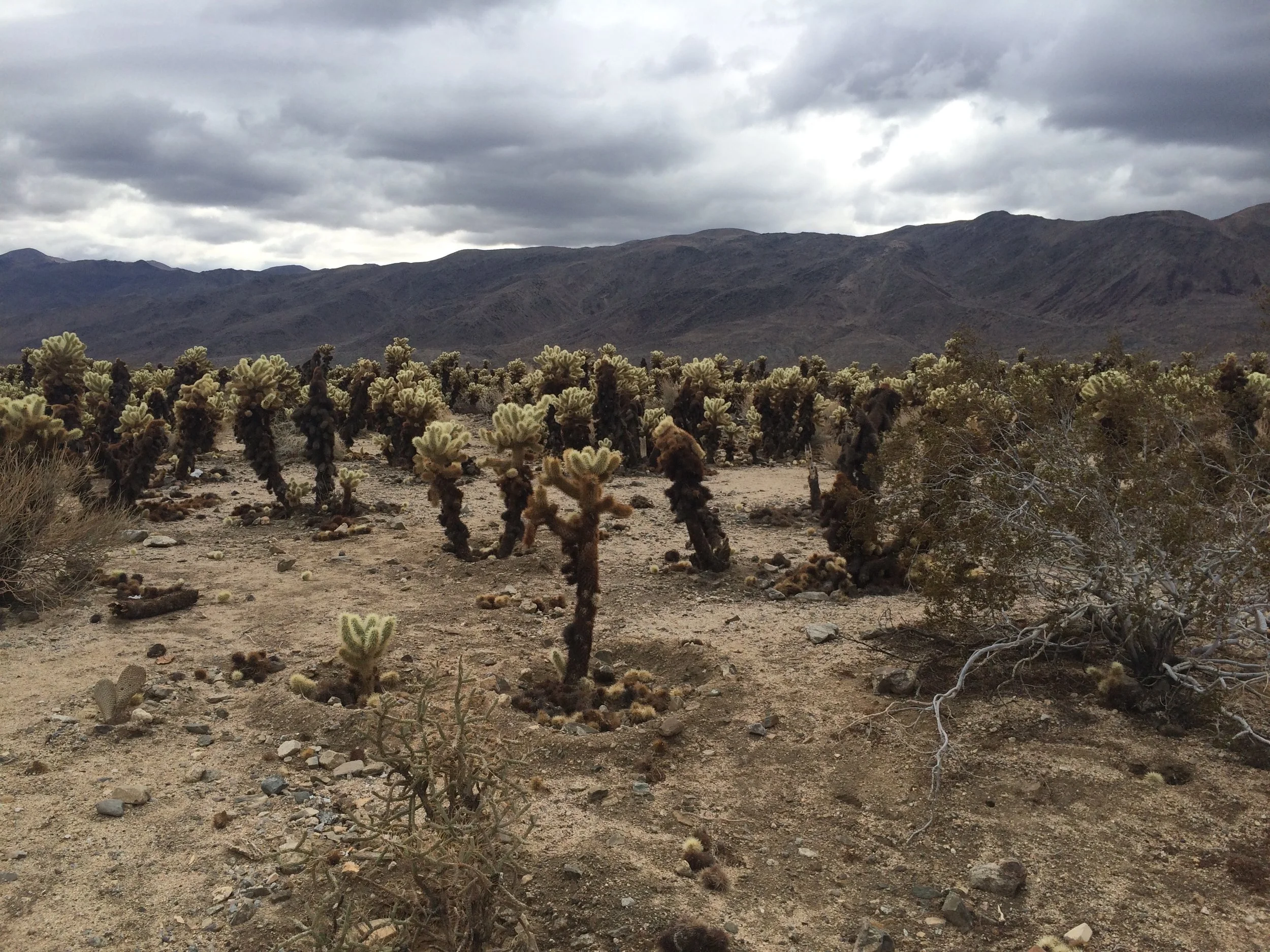 Joshua Tree cloudy.jpg