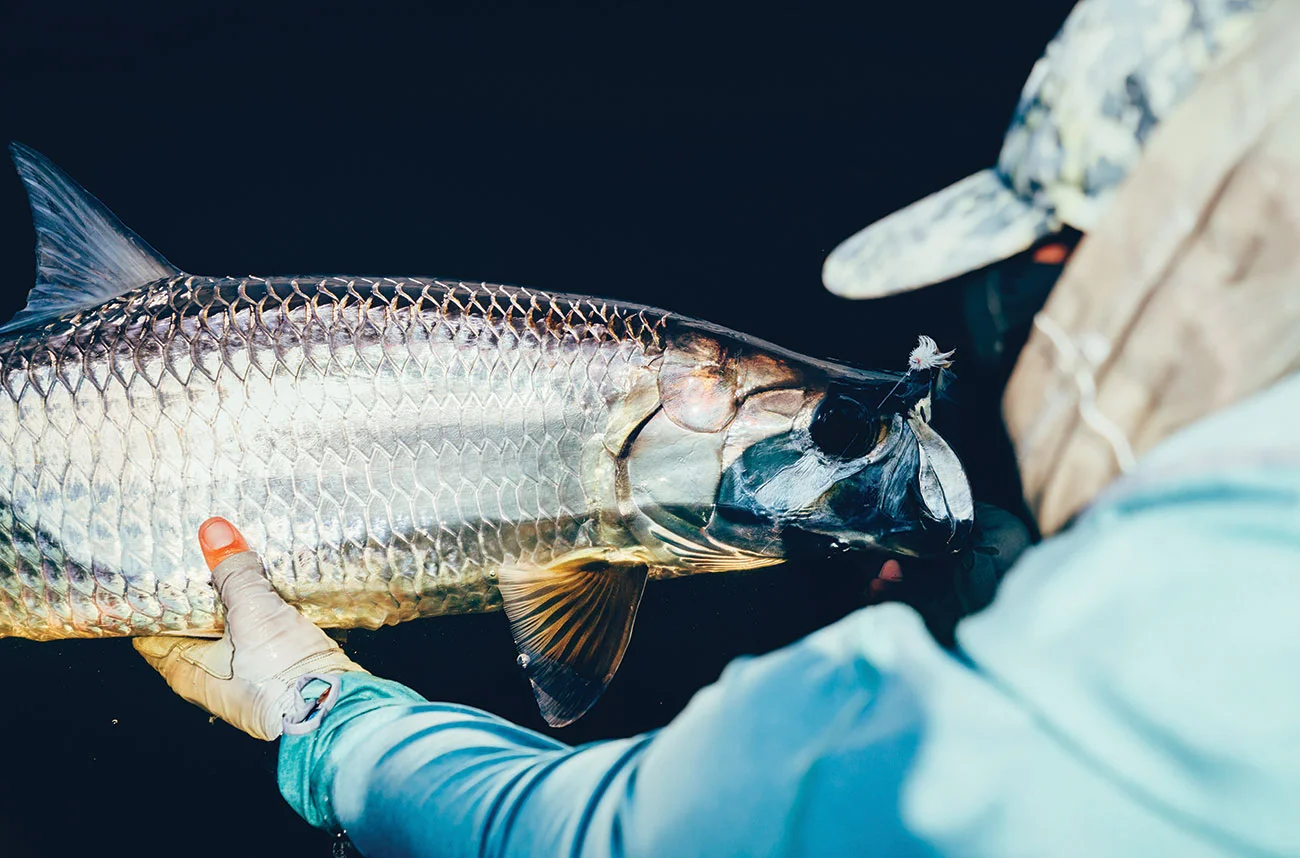 tarpon_header.jpg
