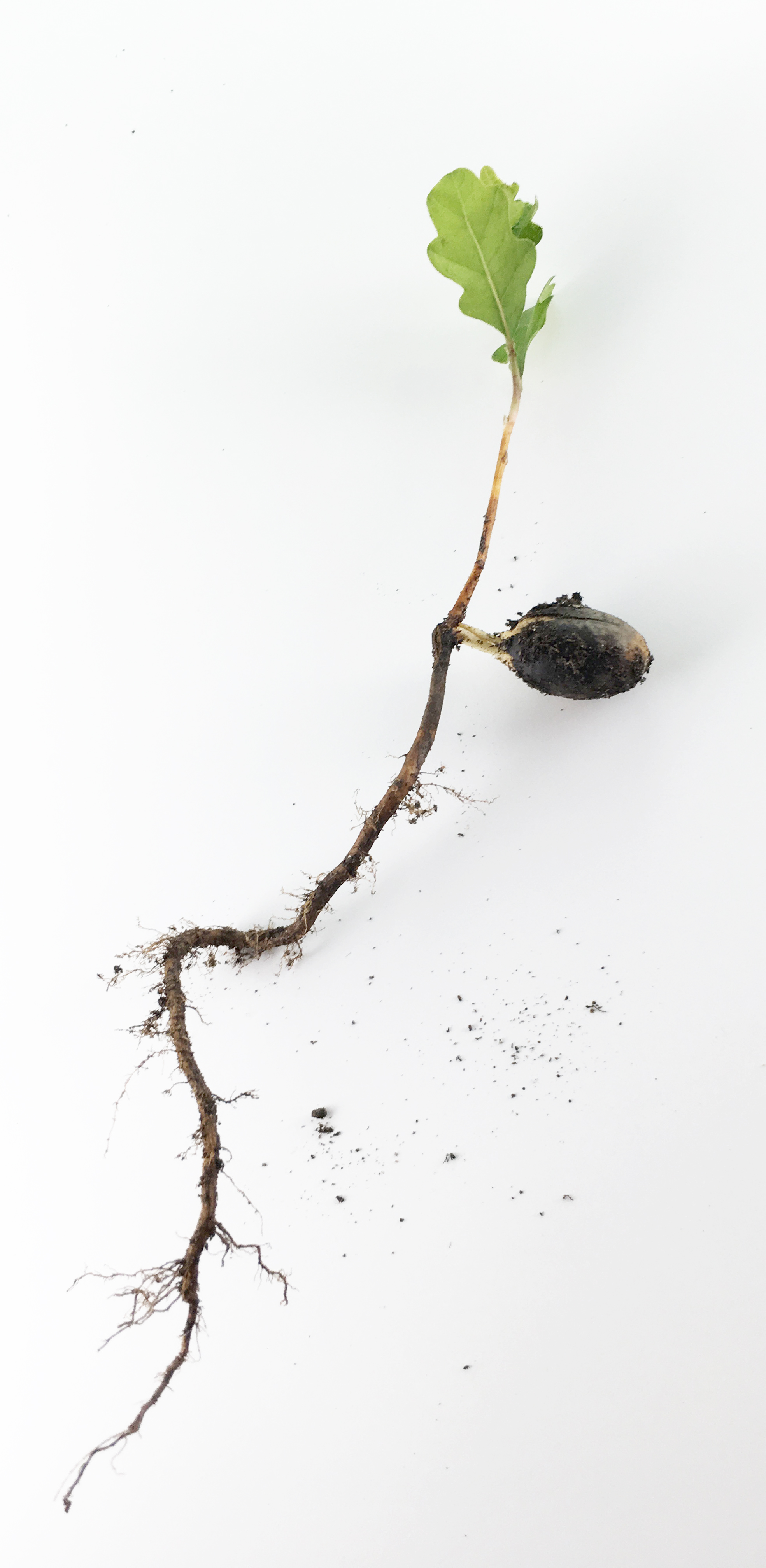 Acorn-IMG_1726-cropped.jpg
