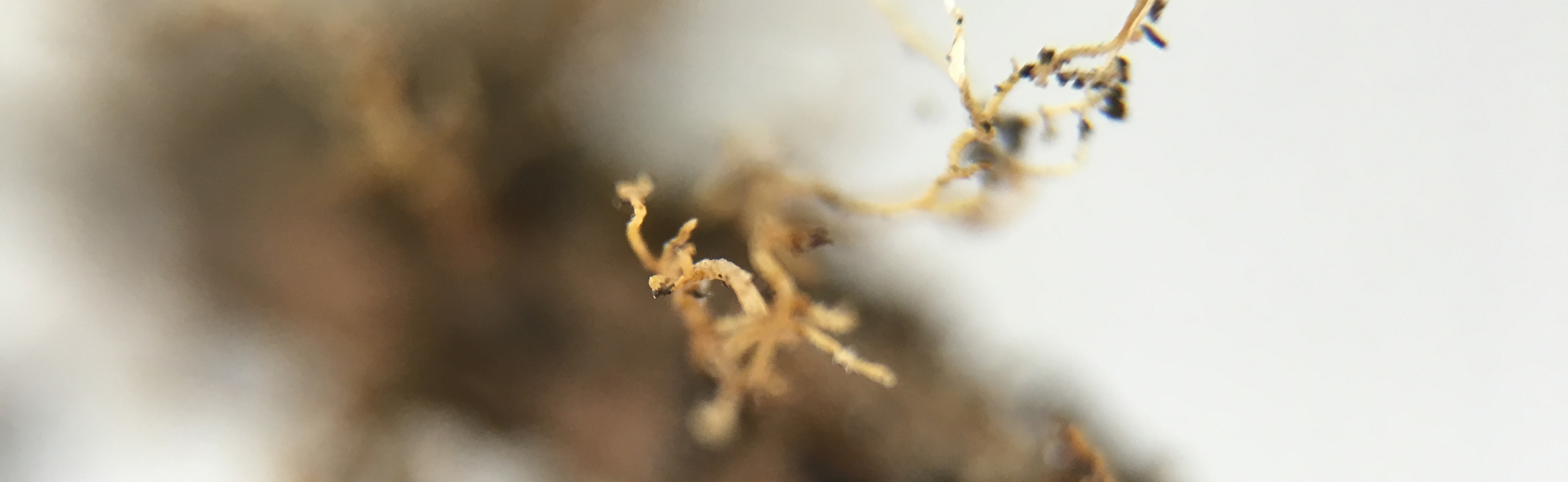 IMG_1708-cropped.jpg