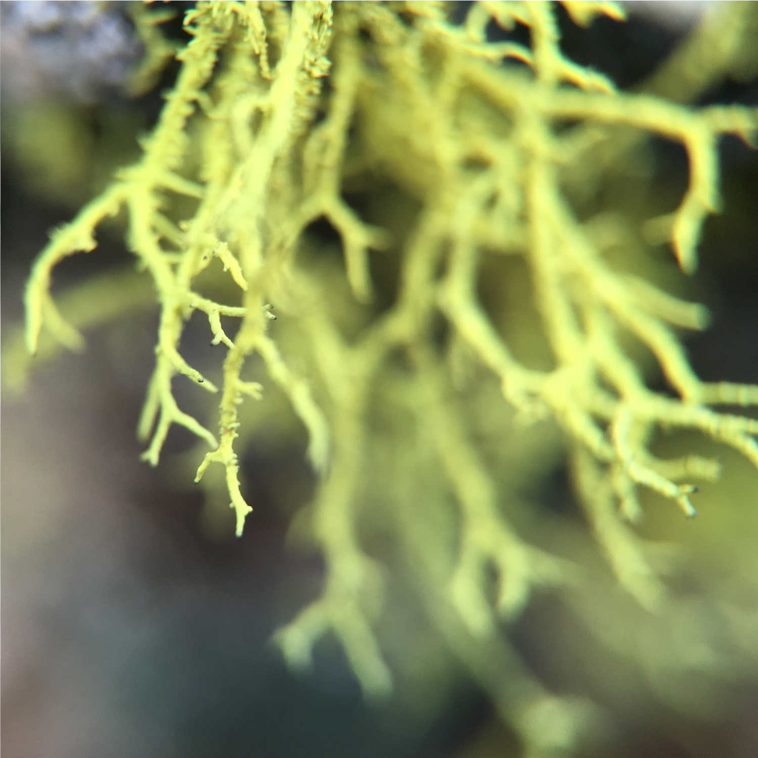 Green Lichen 3