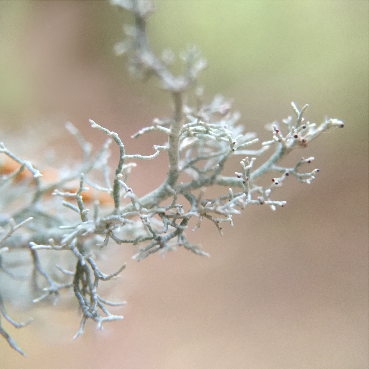 Light Lichen 1