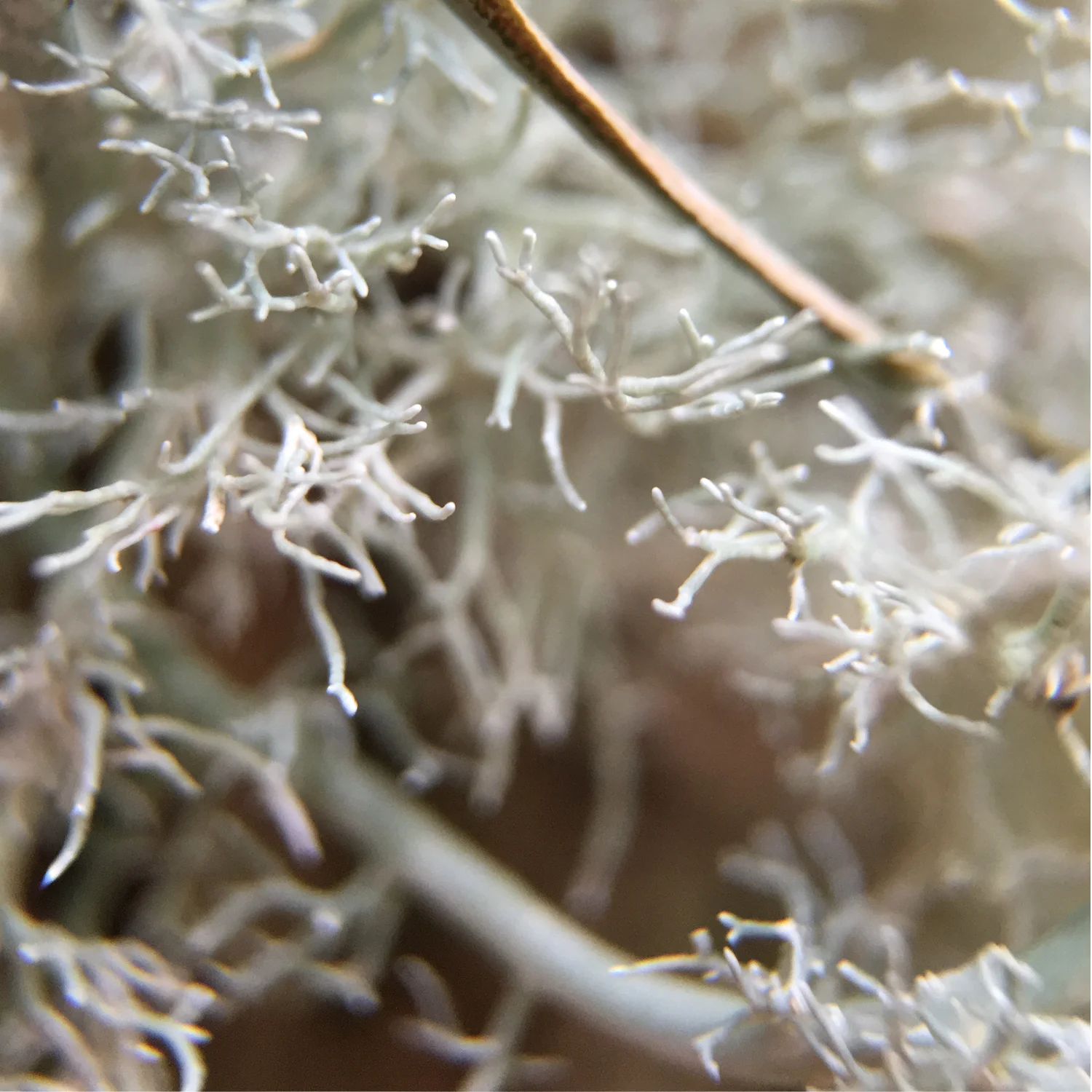 Light Lichen 3