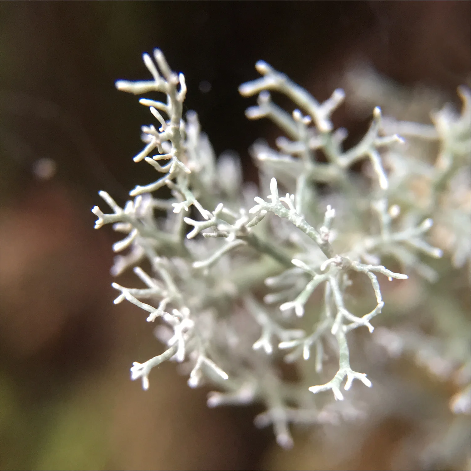 Light Lichen 4