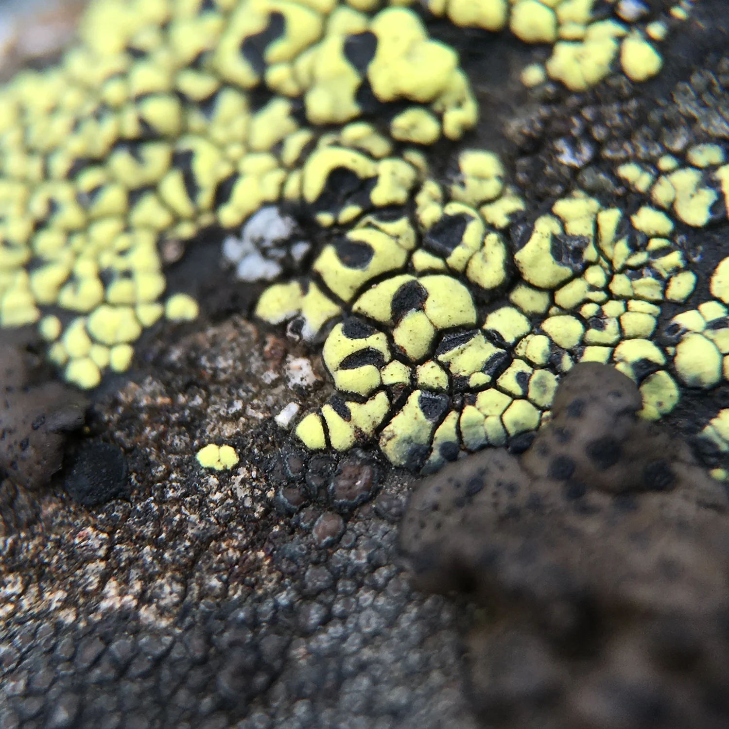 Black & Green Lichen 1