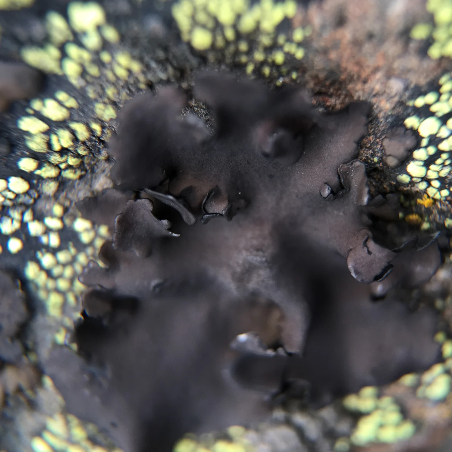 Black & Green Lichen 2