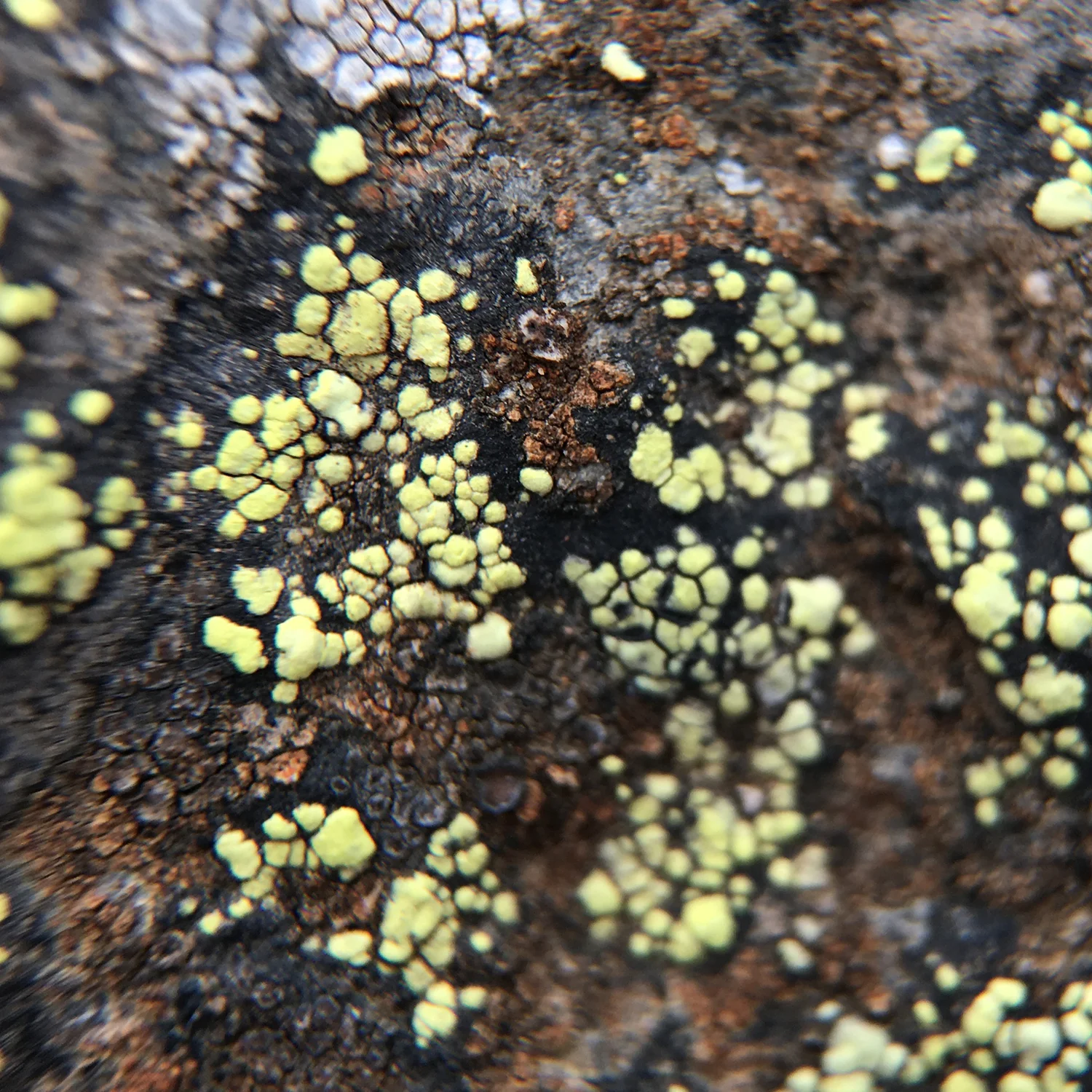 Rust & Green Lichen 1