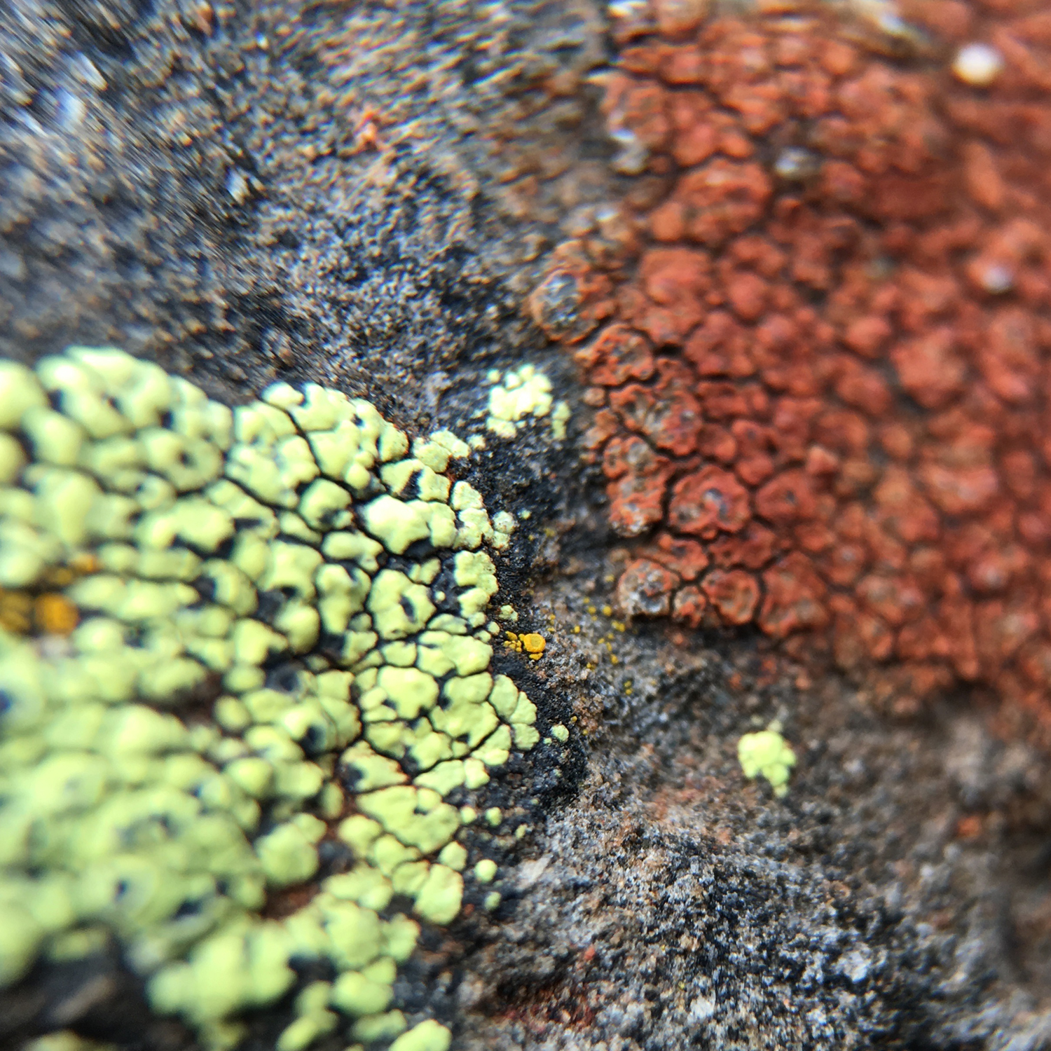 Rust & Green Lichen 2