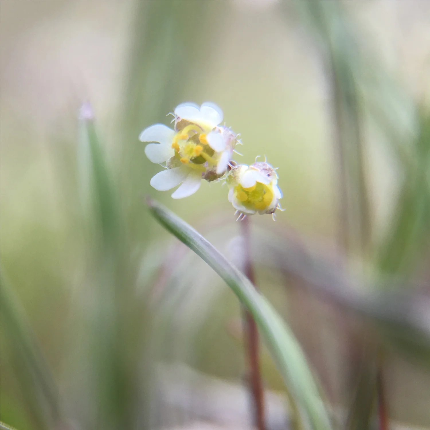 White Flowers 1
