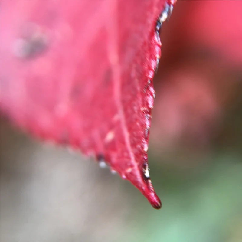 Red Leaf Edge cfishlives.com @cfishlives Columbia River Gorge PNW macro photo | All rights reserved