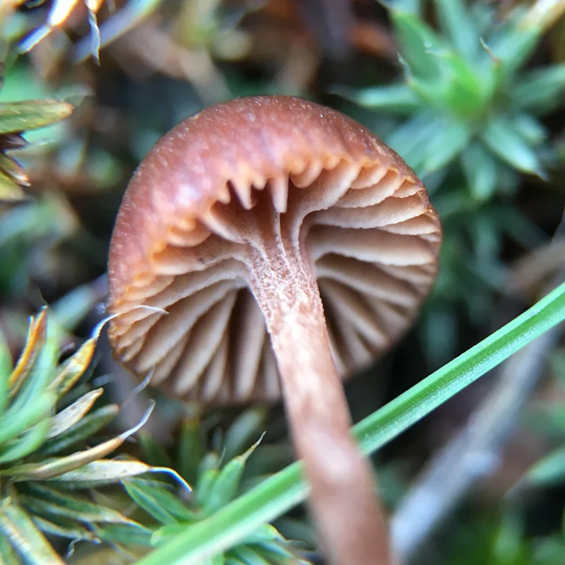 Tiny Mushroom cfishlives.com @cfishlives Columbia River Gorge PNW macro photo | All rights reserved