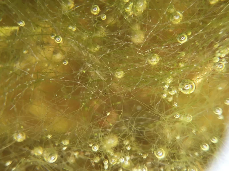 Pond Scum cfishlives.com @cfishlives Columbia River Gorge PNW macro photo | All rights reserved