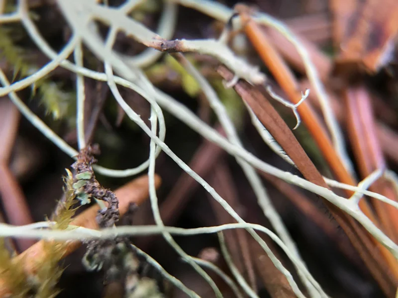 Lichens, Moss, & Needles
