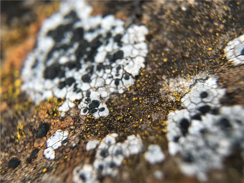 White, Black, and Yellow Lichens