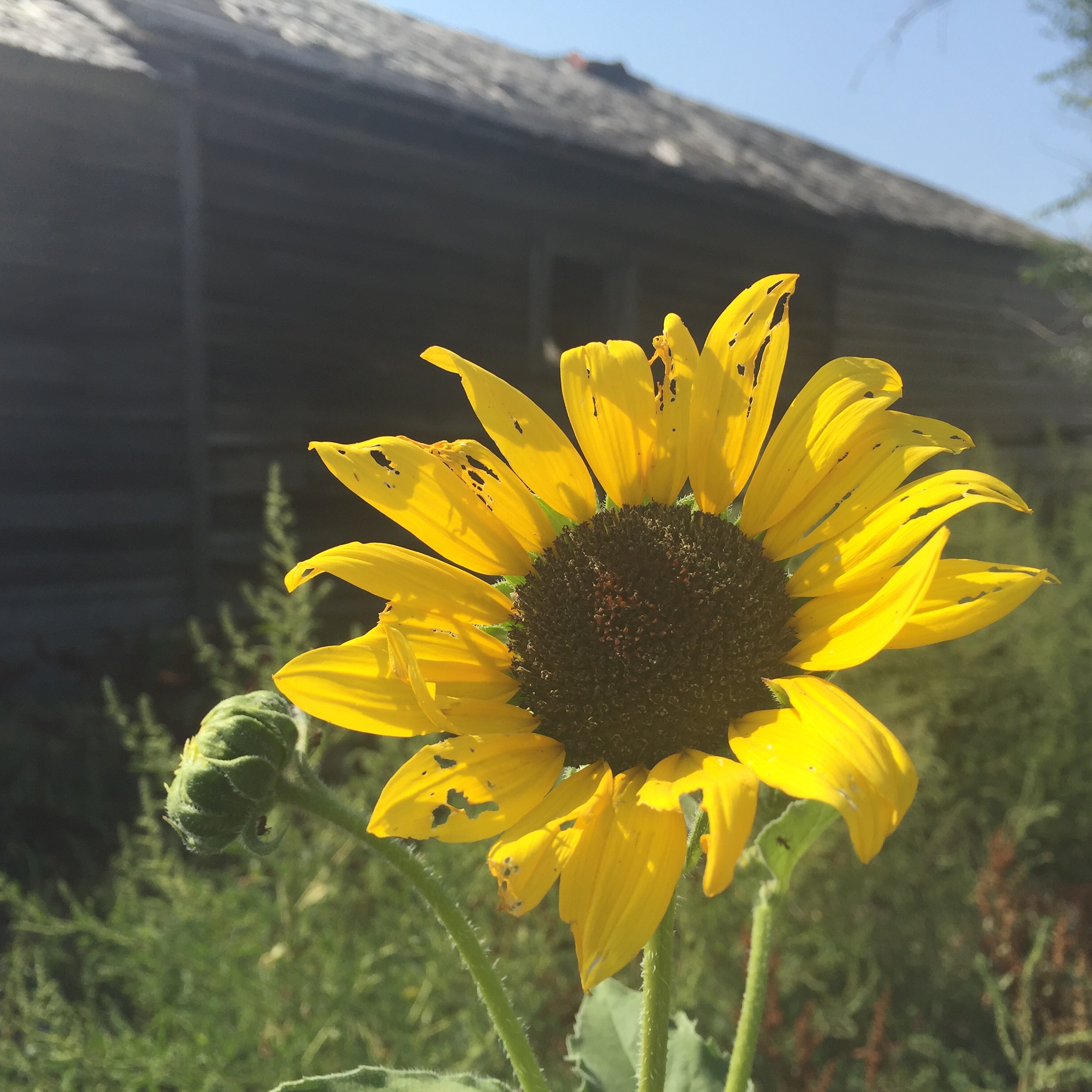  The site of the homestead house near Ardmore, SD where my grandmother grew up, 2015. 