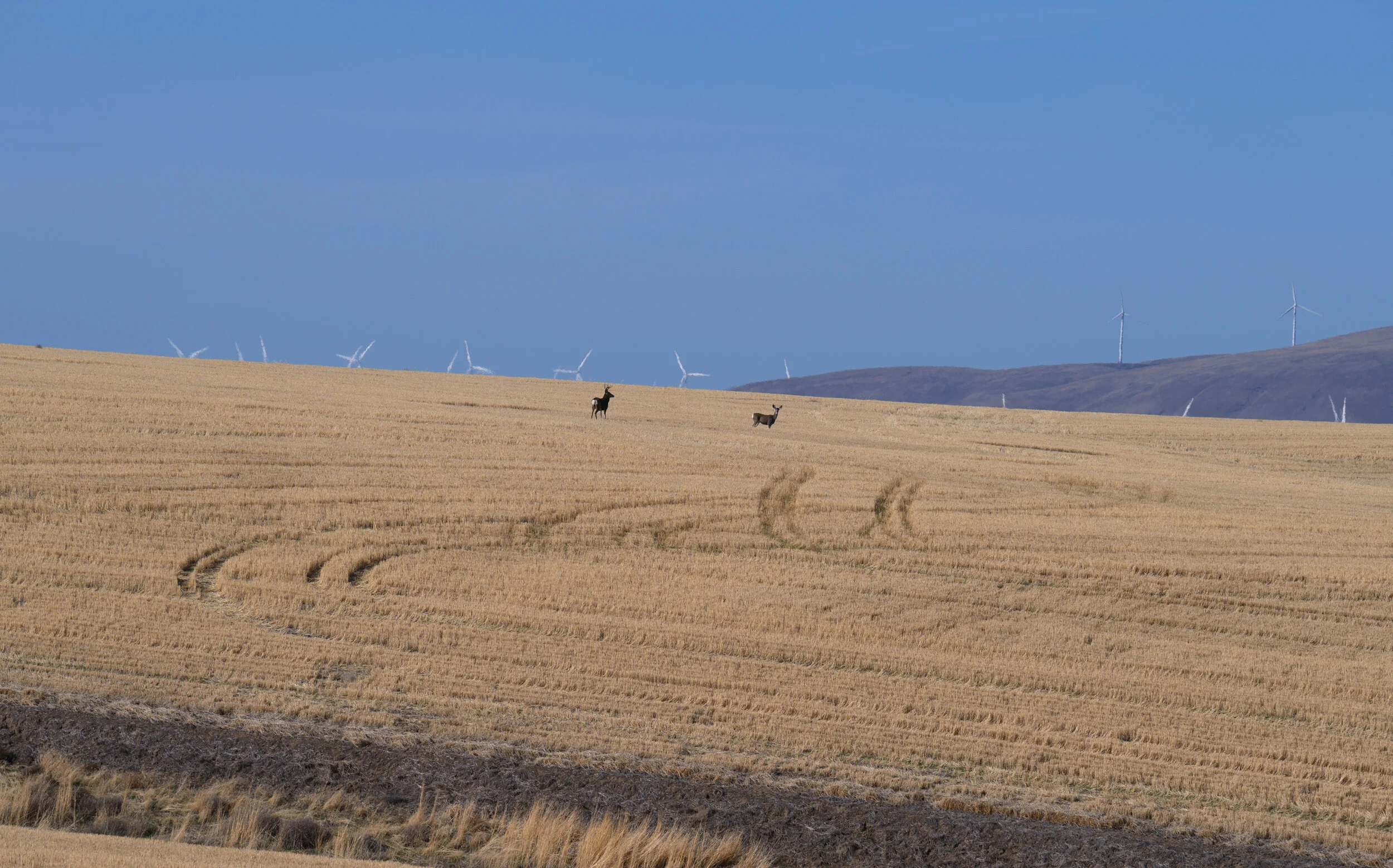 BuckDeerWindmills-cropped.jpg