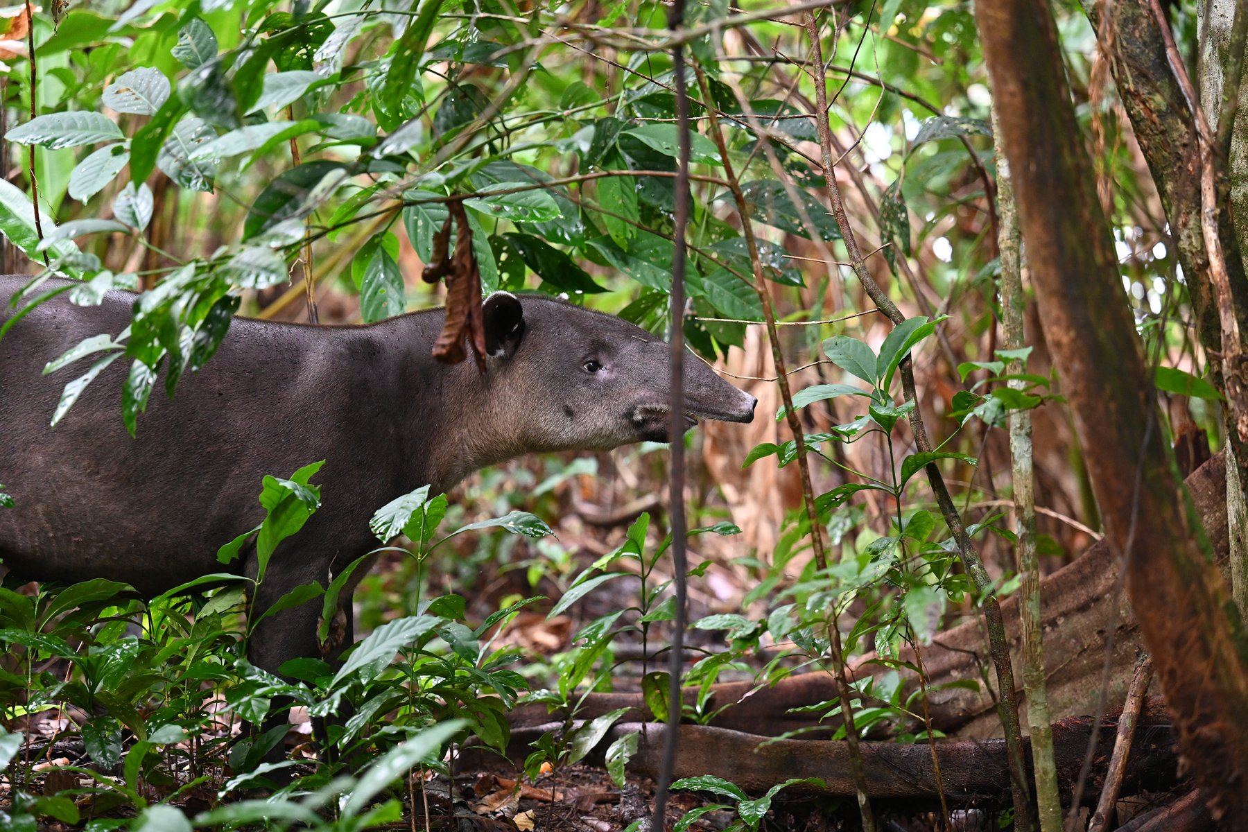 Tapir