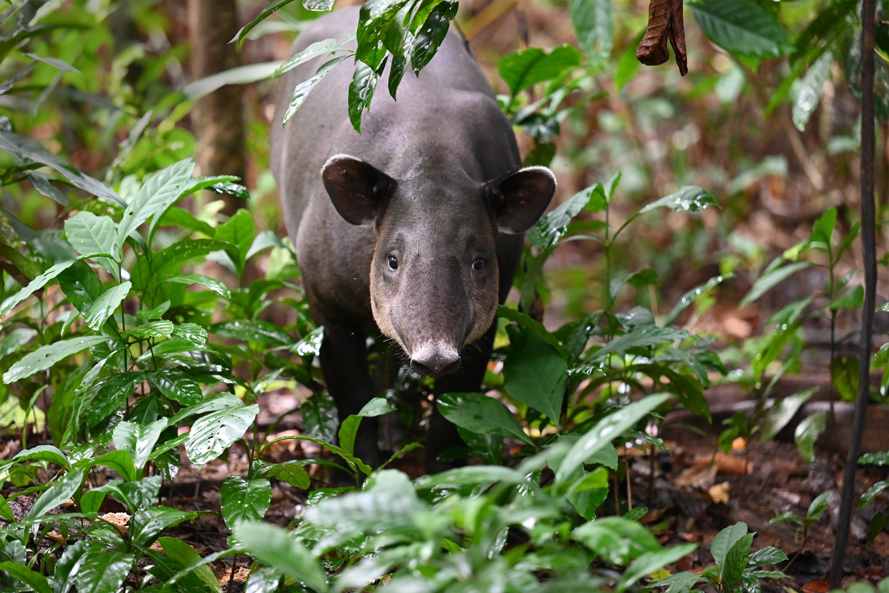 Tapir