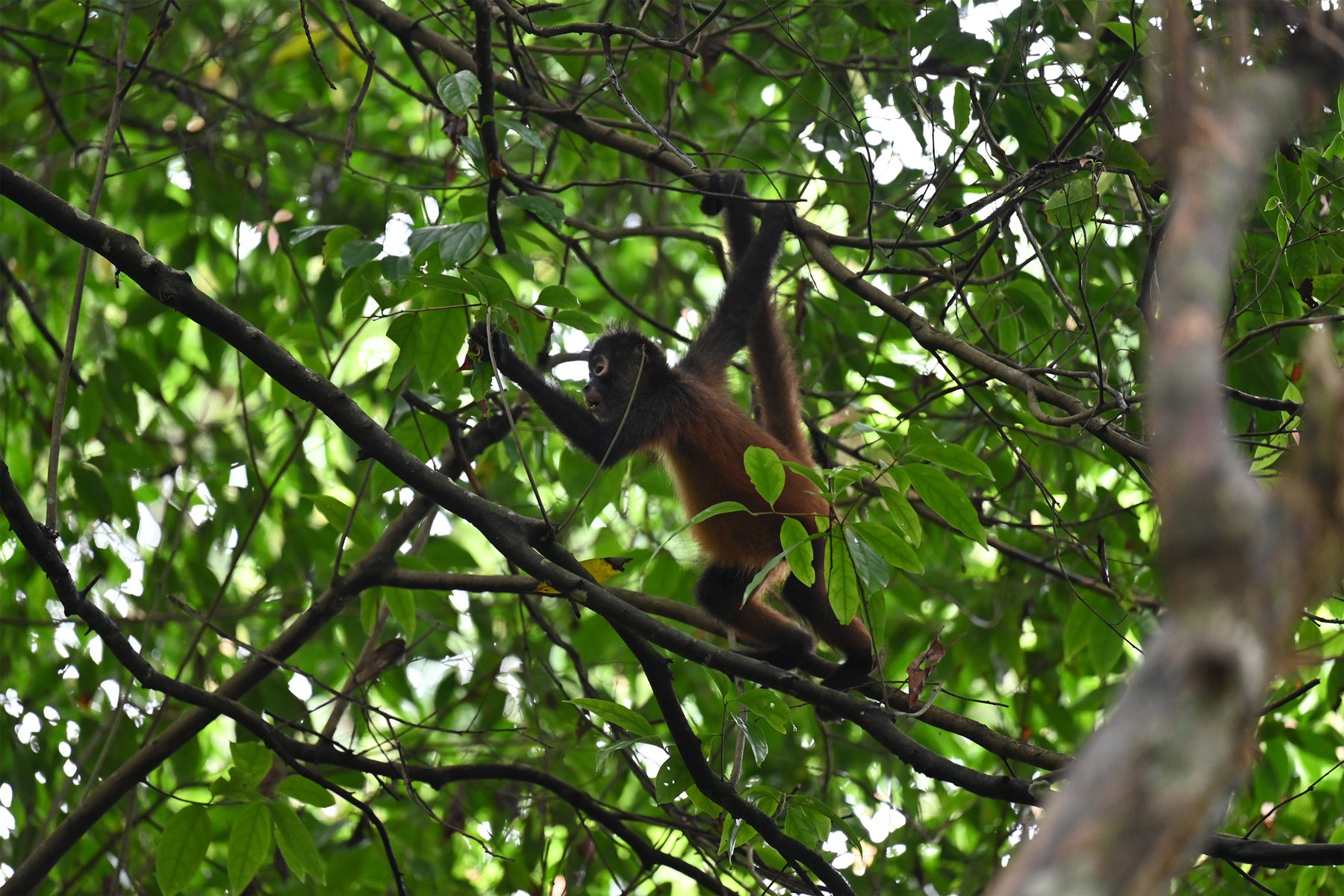 Spider Monkey