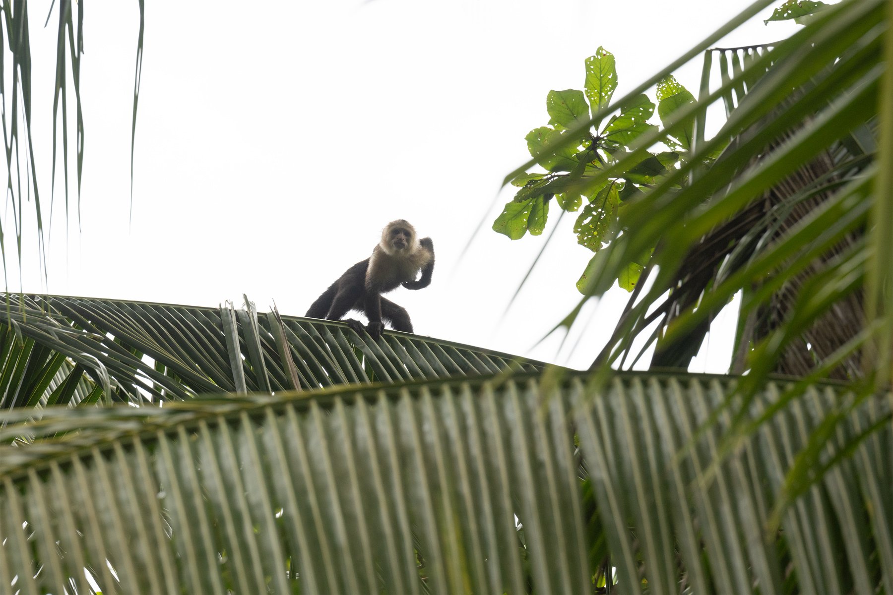 Capuchin monkey