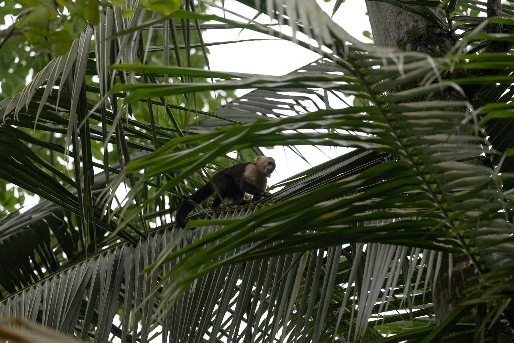 Capuchin monkey