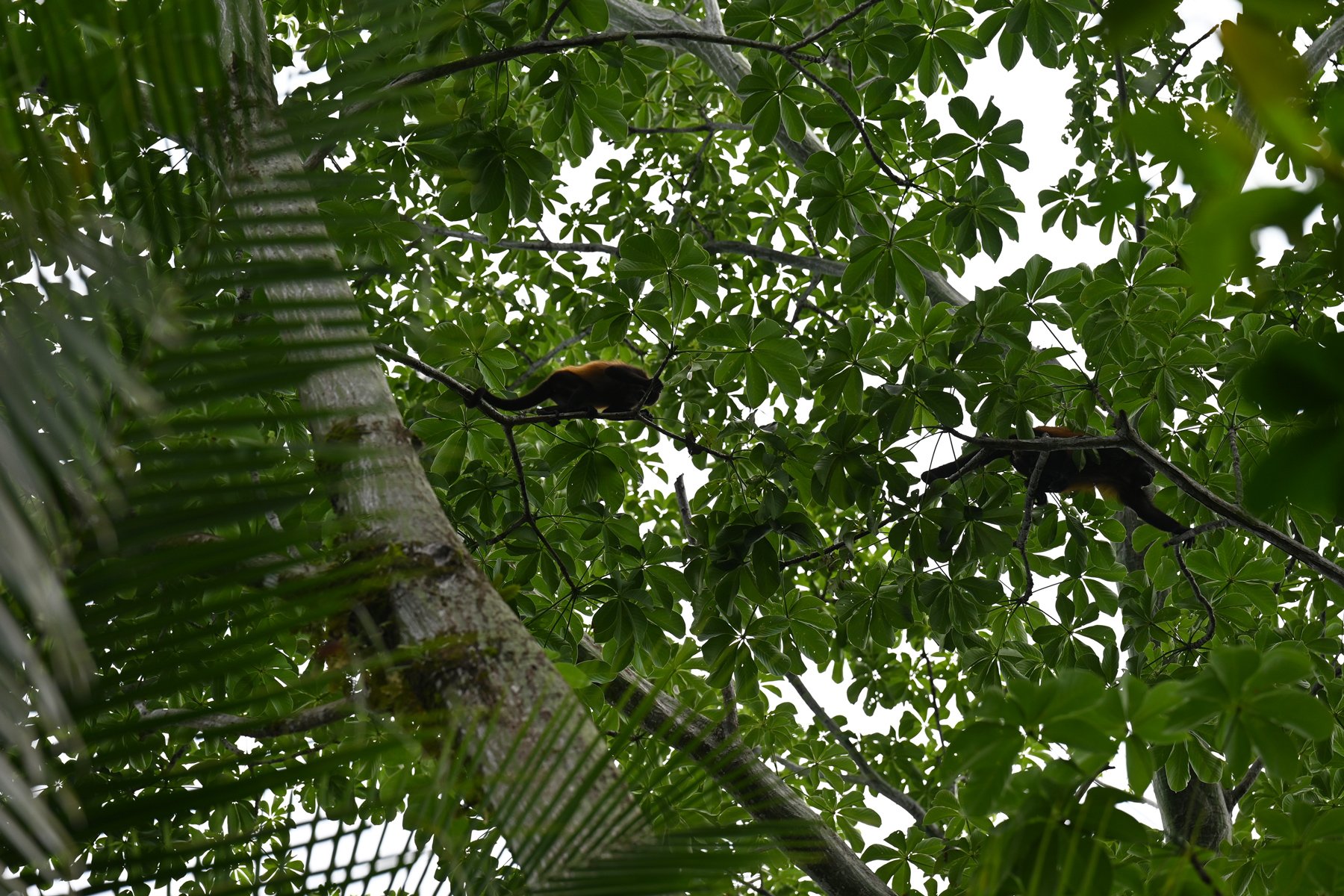 Howler or Spider Monkeys