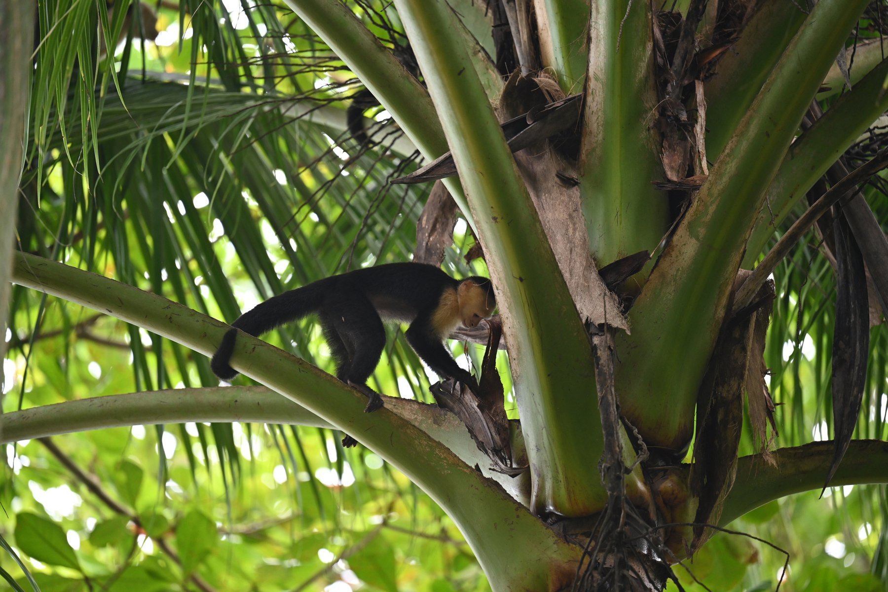 Capuchin monkey