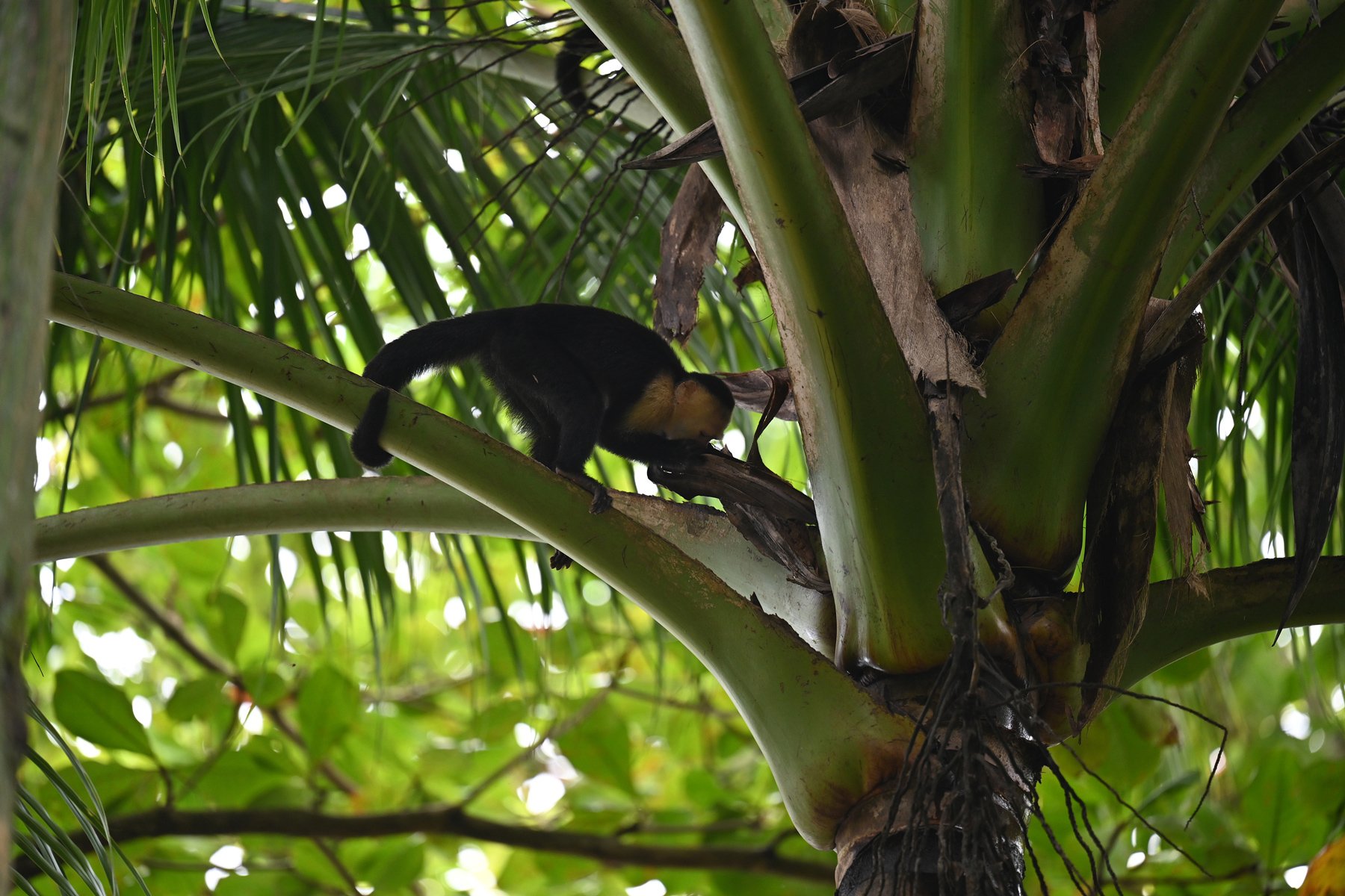 Capuchin monkey
