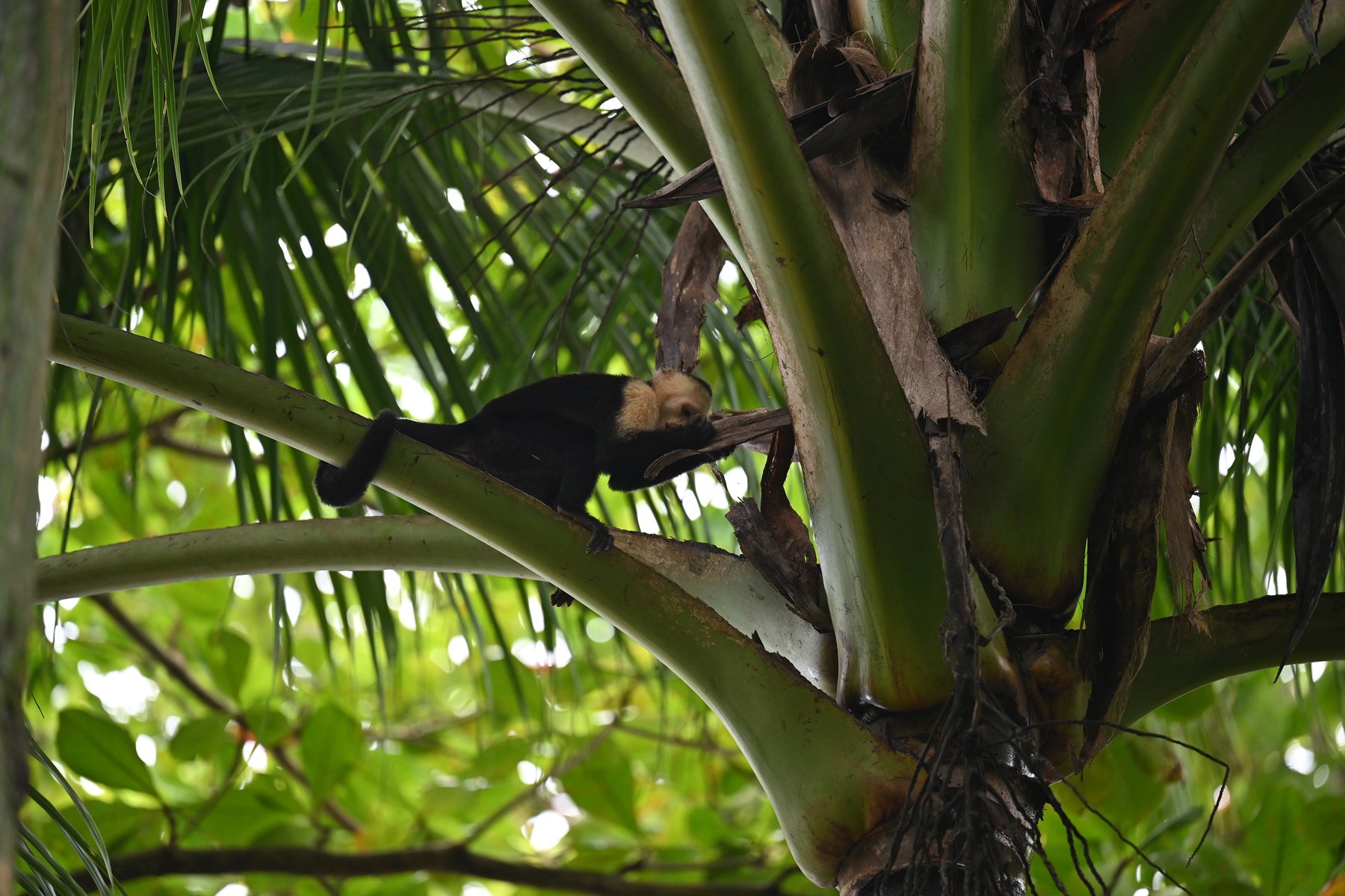 Capuchin monkey
