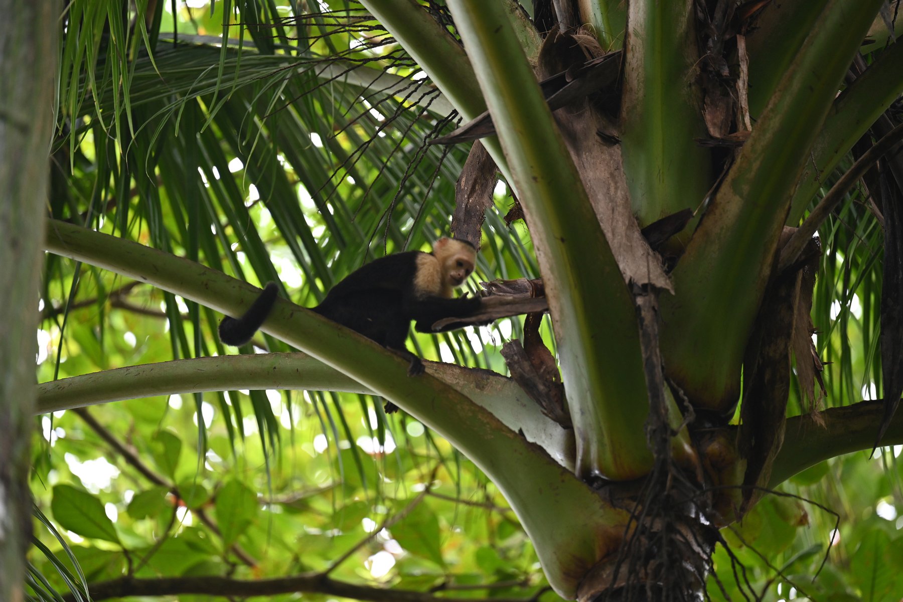 Capuchin monkey