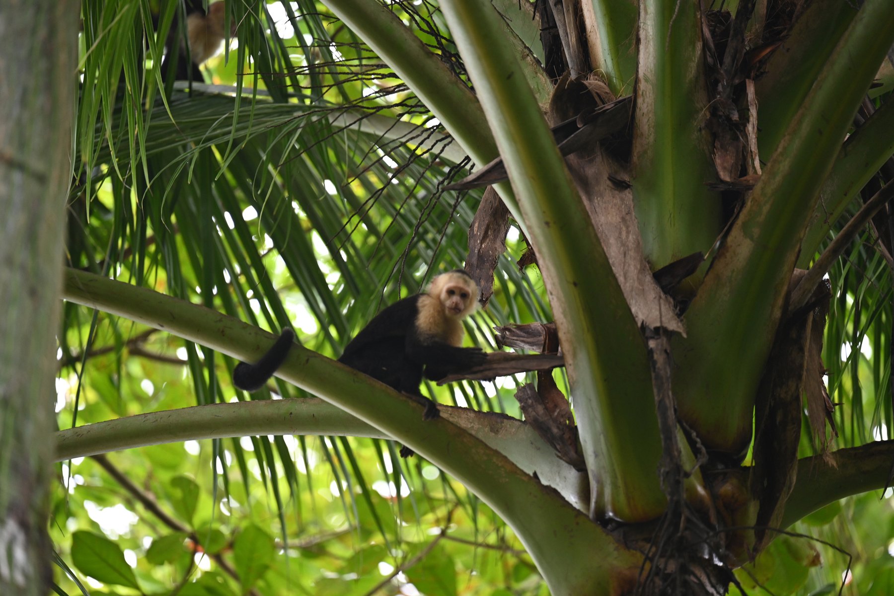 Capuchin monkey