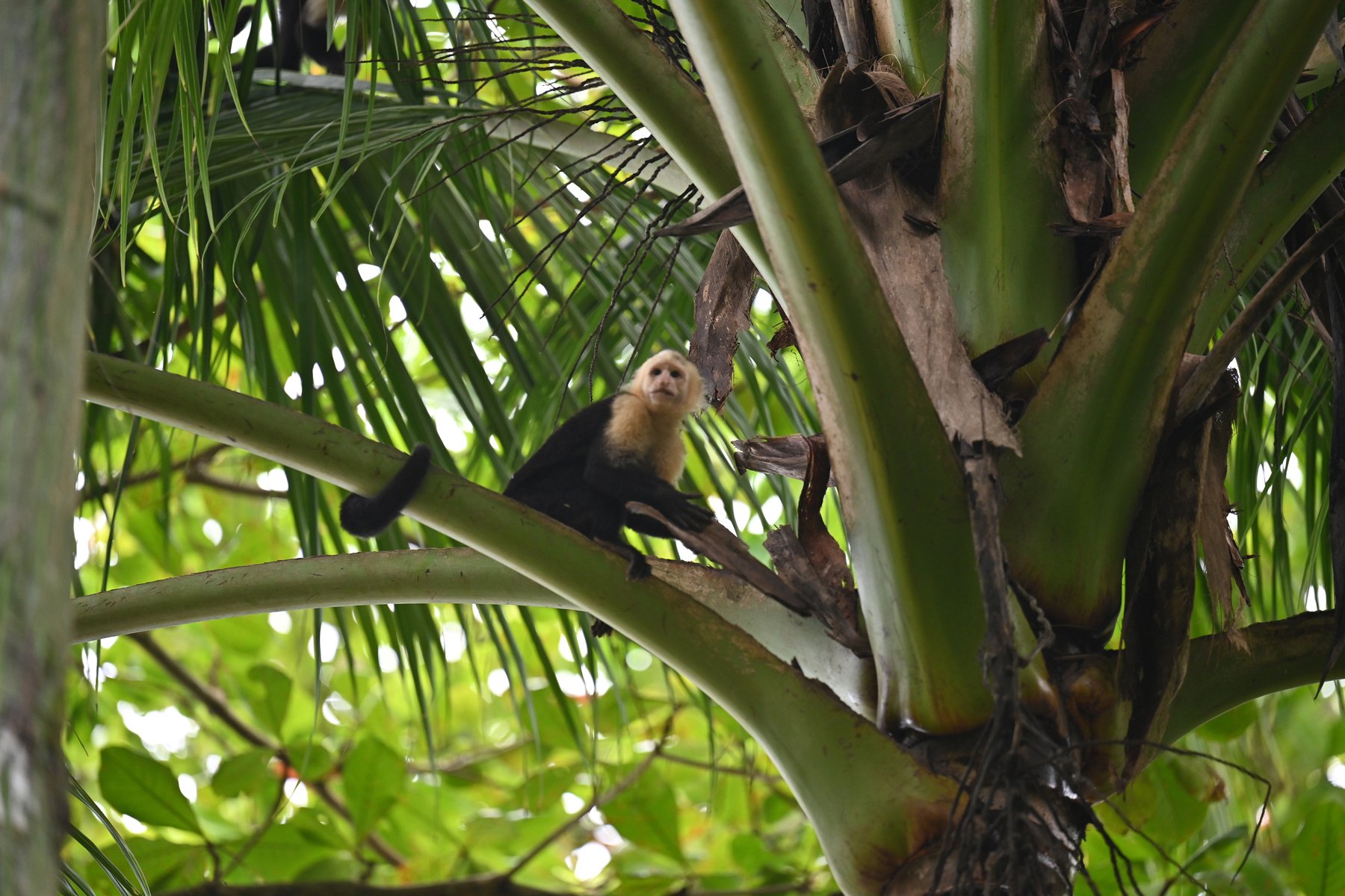 Capuchin monkey