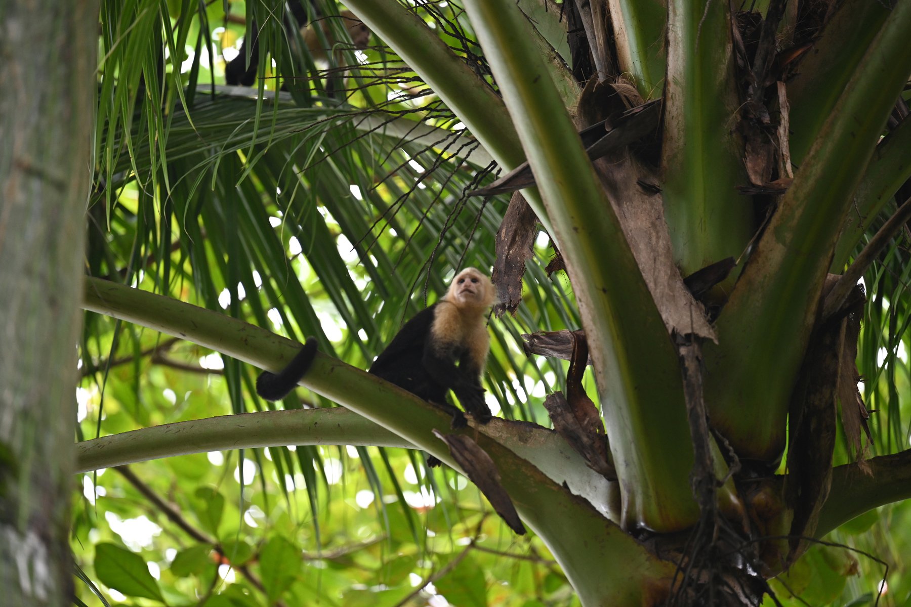 Capuchin monkey