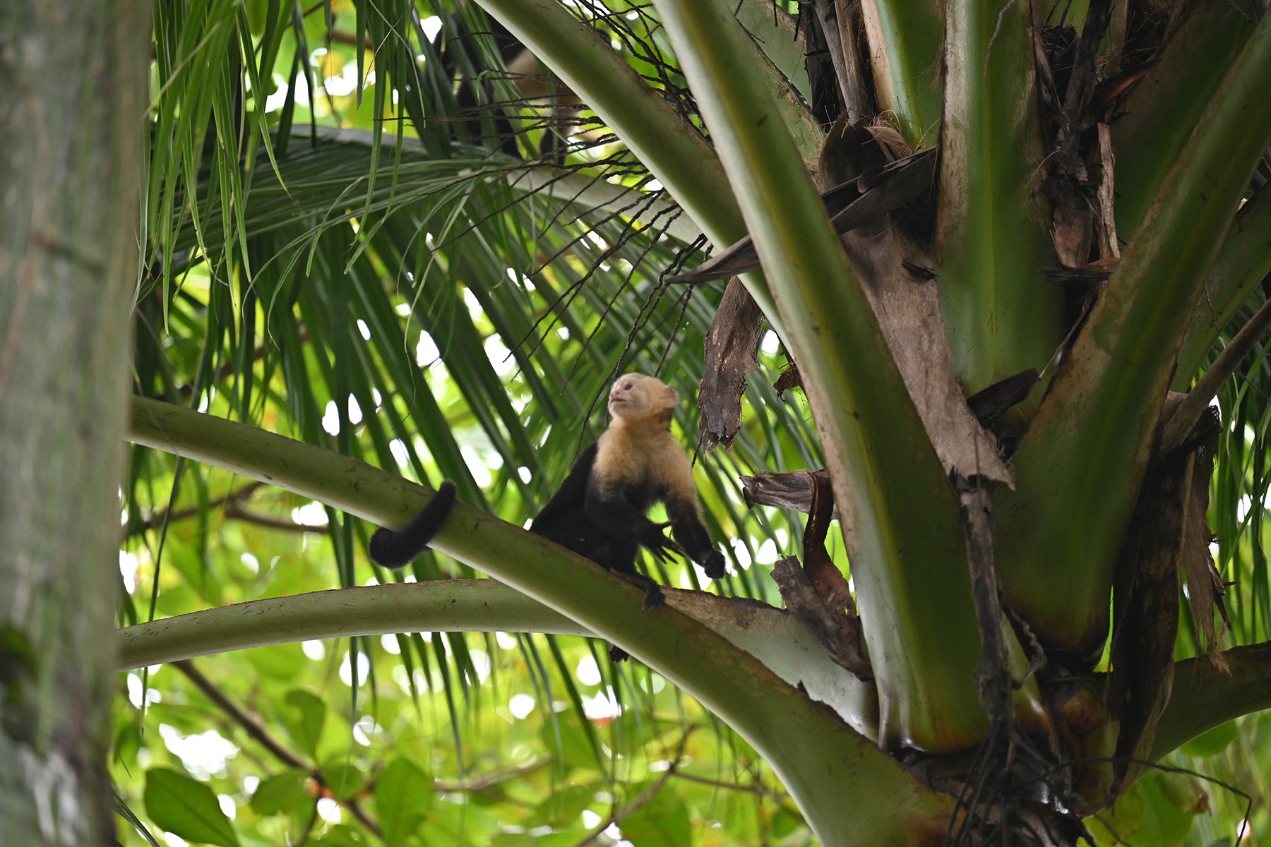 Capuchin monkey
