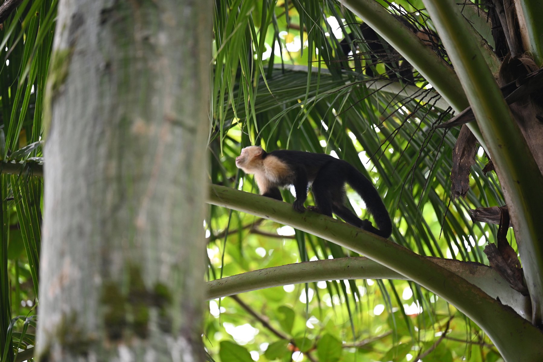 Capuchin monkey