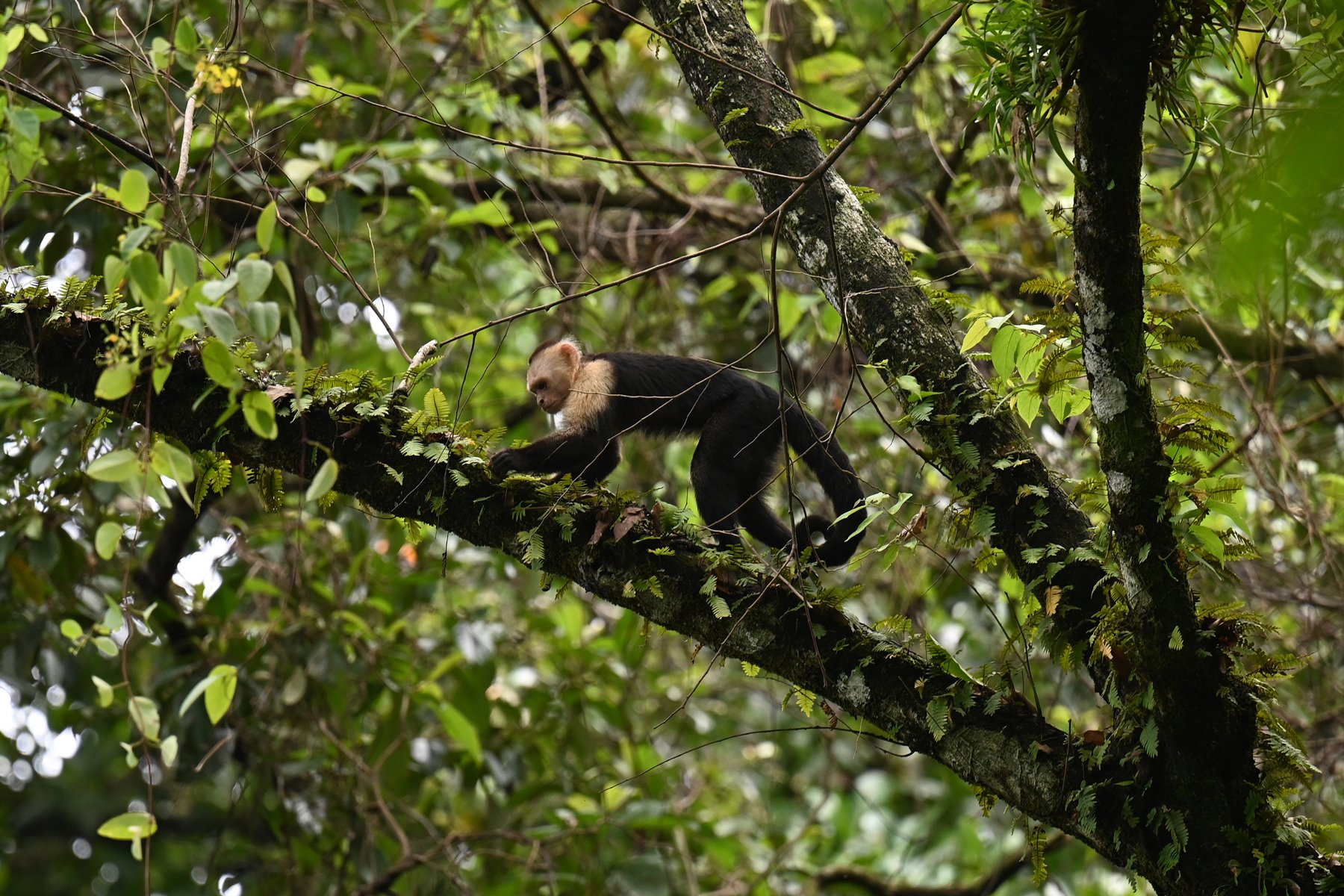 Capuchin monkey