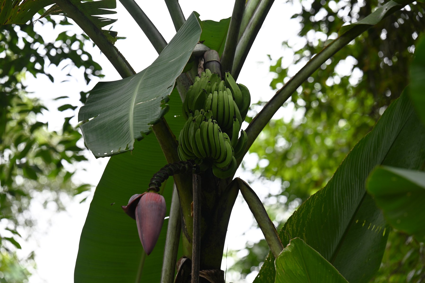 fruit