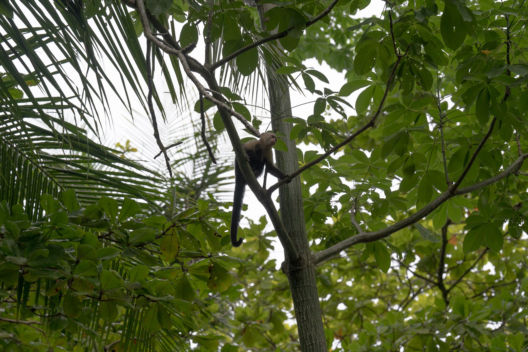 Capuchin monkey